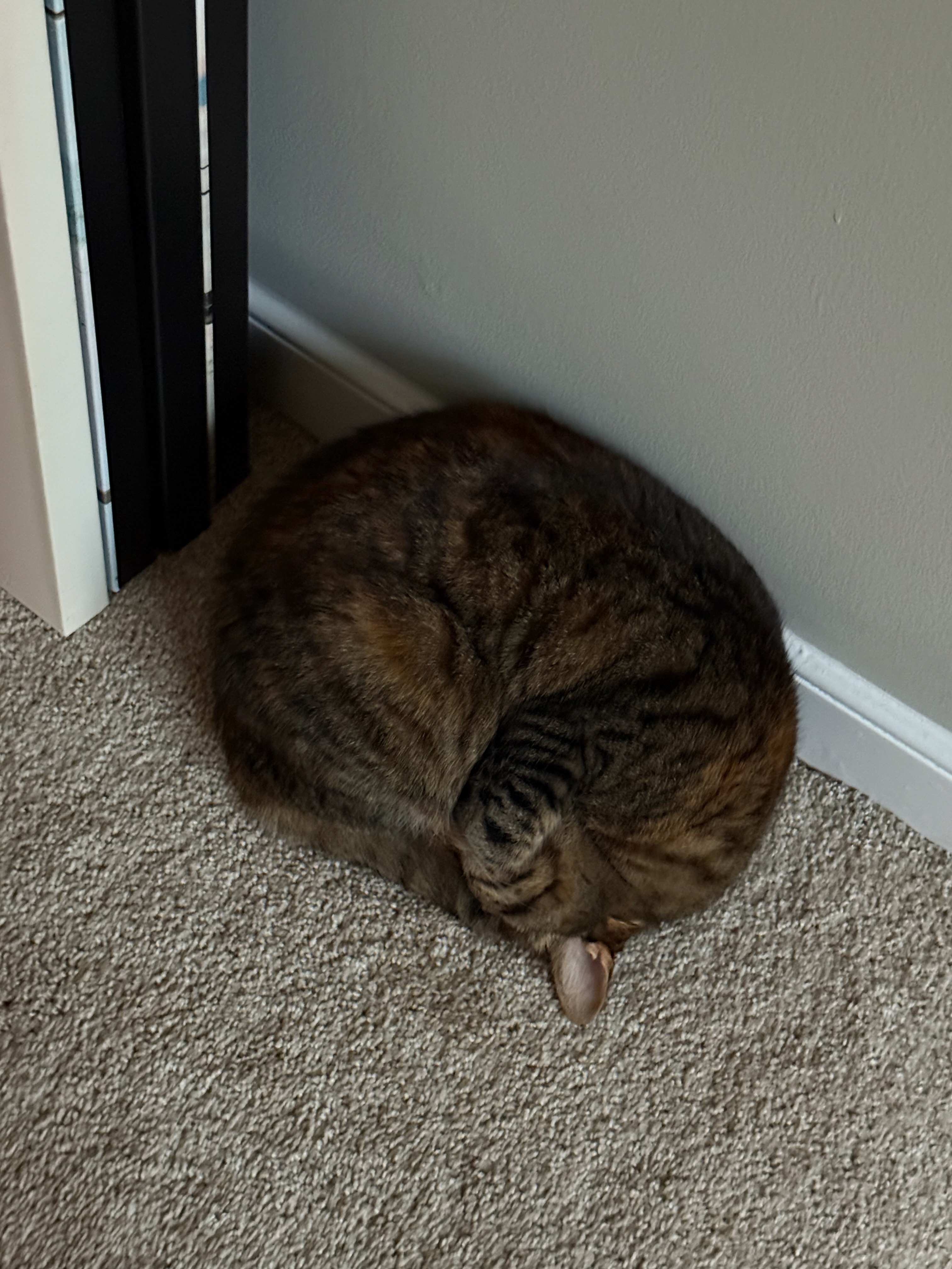 A picture of a sleeping torbie cat, all curled up